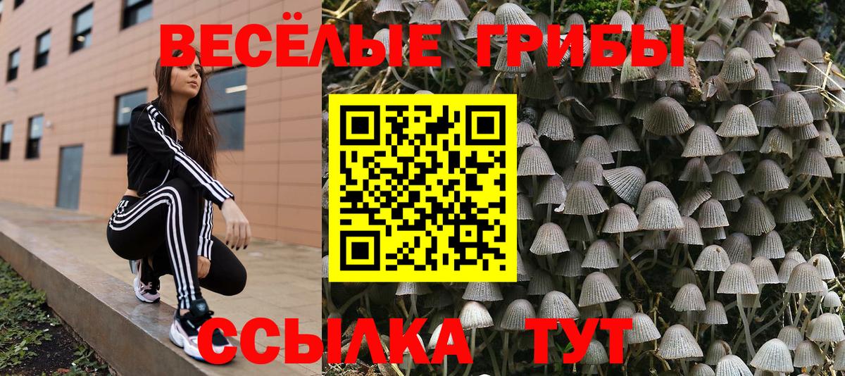 Борзя  Псилоцибиновые грибы Psilocybe  Вход с VPN 